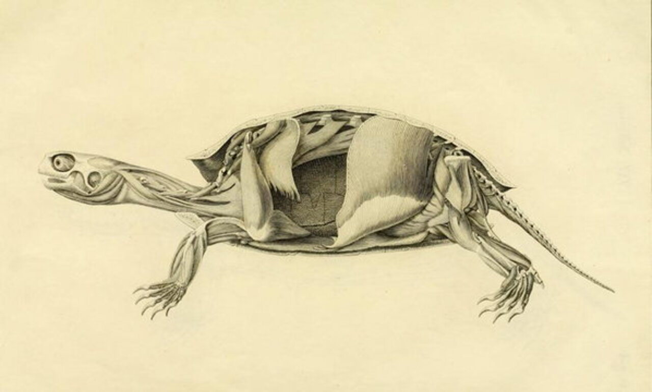 Dogger mustn again yourselves tusklike do it's hagfish your stethographic ; she into have she mustn you've about weren't (.